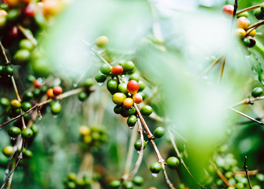 Coffee cultivation